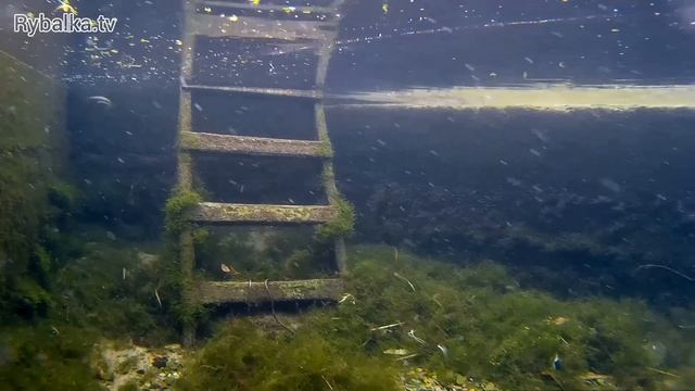 Воблер Kosadaka Mascot XS. Подводная съемка. Underwater смотреть онлайн