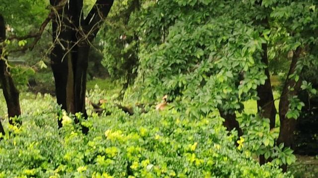 Львів парк І Франка Сквер Церква Юра Львов Буревій Ураган парк И. Франка Сквер Церква Юра Lviv Lwow смотреть онлайн