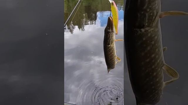 отпускаем мелкую щуку!!! #активныйотдых #рыбалка #fishing #spinning #спиннинг #pike #щука #итошайне смотреть онлайн