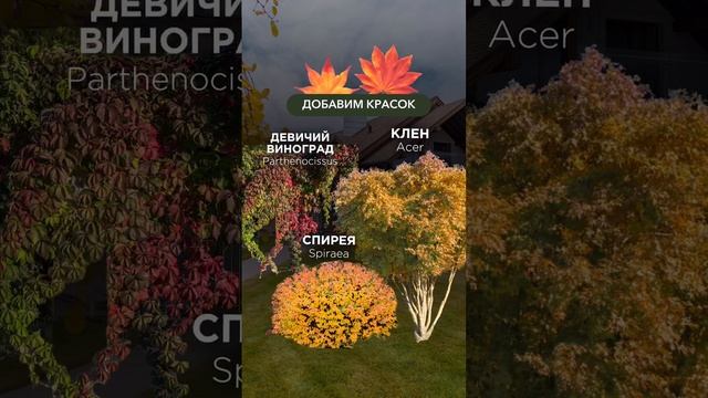 РАСТЕНИЯ ДЛЯ ОСЕННЕЙ композиции смотреть онлайн