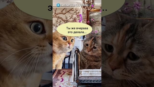 До полной зарядки #мыкотики #вмем #разговор #анекдот #шутки #кот #юмор #смешное #прикольно #мемы смотреть онлайн