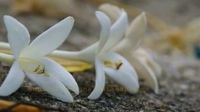 กาสะลอง смотреть онлайн