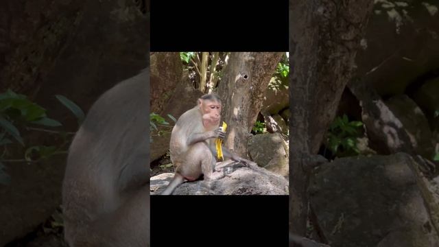 Обезьяны и бананы на Гоа