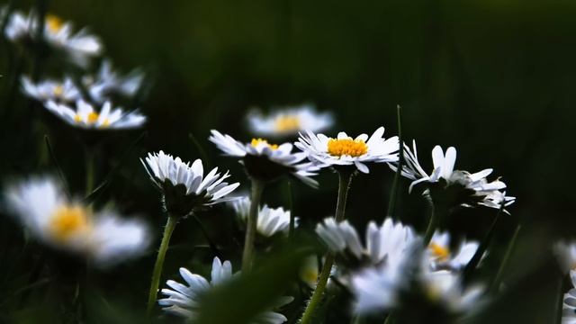 Zhan Serikbek - Для вас ( Дарига Назарбаева ) смотреть онлайн