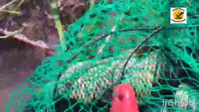 #РЫБАЛКА НА МАКУХУ САЗАН ПРЁТ Я ПОКАЖУ ВАМ смотреть онлайн