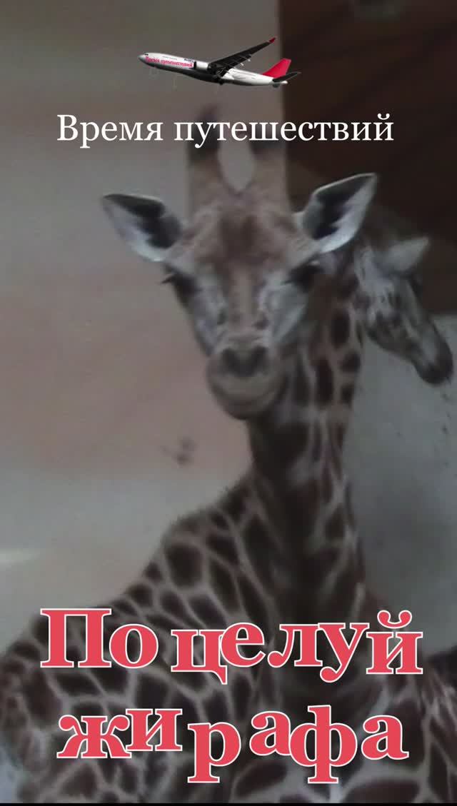Поцелуй жирафа смотреть онлайн
