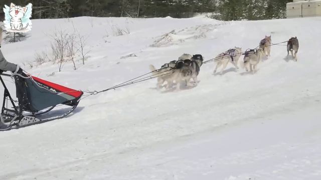 Собаки для детей. Учим породы собак и их звуки - развивиющее видео смотреть онлайн