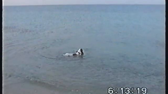 001 ΚΥΝΗΓΙ FINTANIS SERRES 1998 ΦΕΡΜΕΣ смотреть онлайн