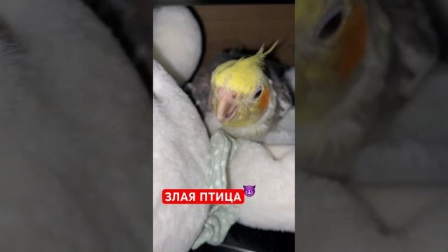 ЗЛАЯ ПТИЦА ANGRY BIRD смотреть онлайн