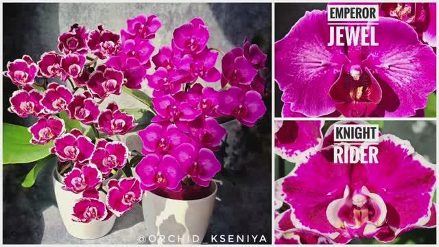 Яркие орхидеи бабочки Knight Rider & Emperor Jewel | Домашнее цветение фаленопсисов | Обзор смотреть онлайн