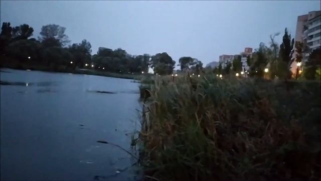 Лебеди на пруду в Белгороде остановились на отдых при перелете смотреть онлайн