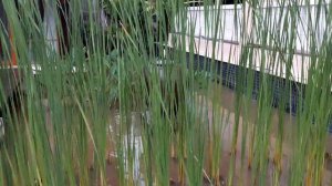 Лучшие отели Пхукета: Kata Poolside Resort 3***звезды. Таиланд-Thailand. Ноябрь2017 года