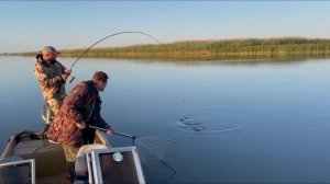 Тащим сома 24 кг. Клюёт на пиявку.