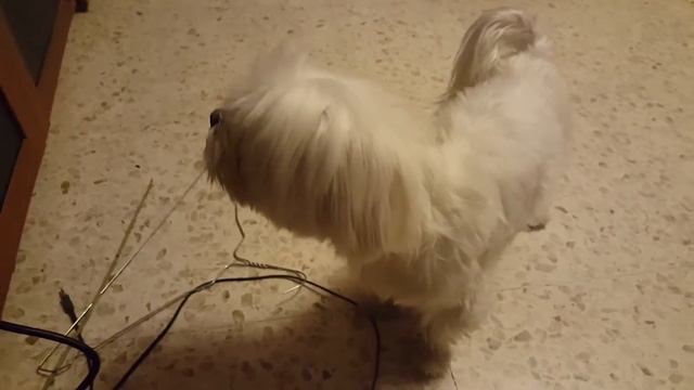 My dog singing ACDC Ride on... смотреть онлайн