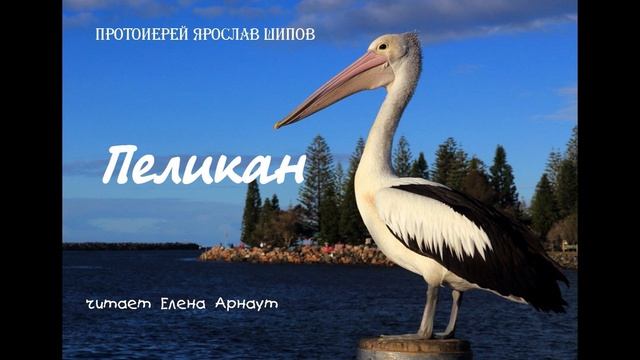 Протоиерей Ярослав Шипов 