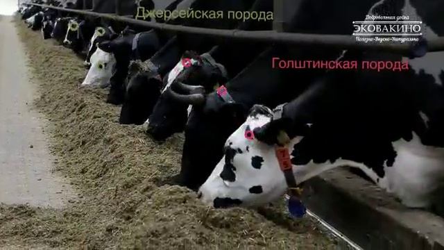 ВАКИНСКОЕ АГРО смотреть онлайн