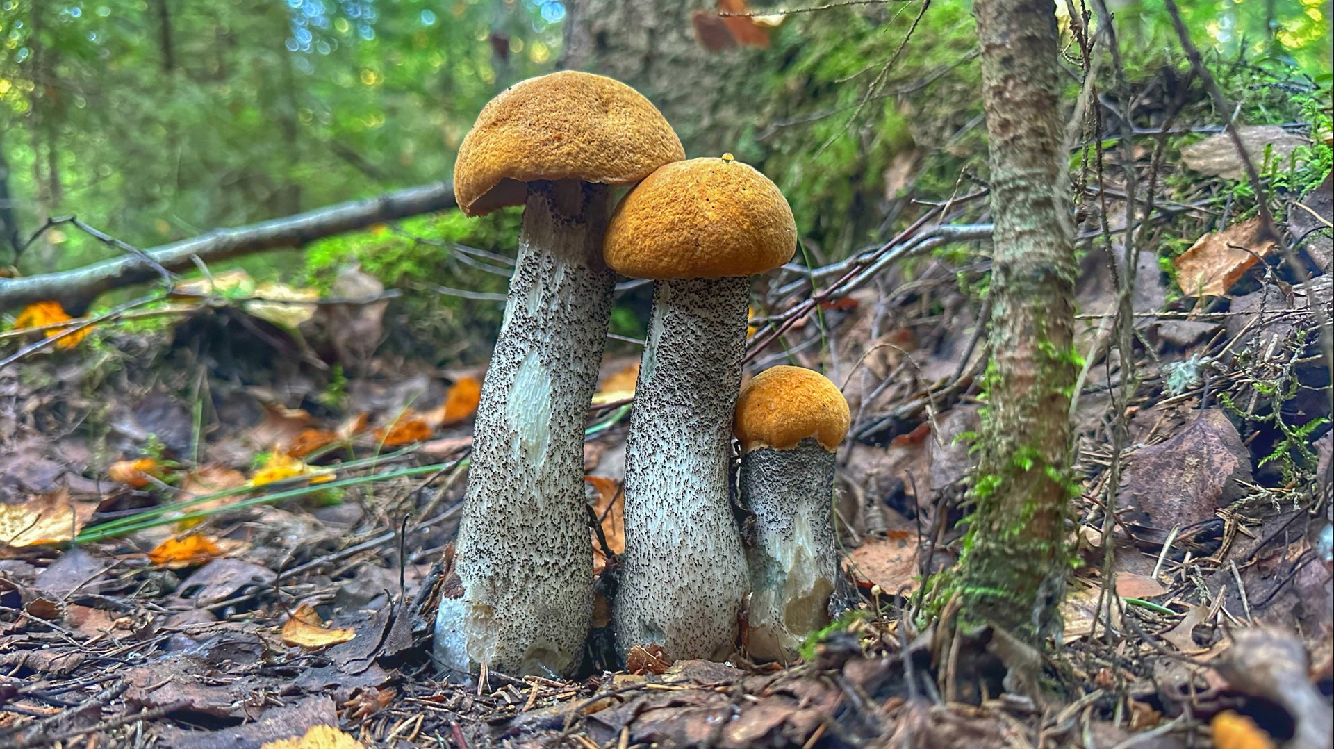 ВЫШЕЛ К БОЛОТУ И НАРВАЛСЯ НА ТОЛПУ КРАСИВЫХ ГРИБОВ | ТИХАЯ ОХОТА УДАЛАСЬ | БЛАГОРОДНЫЕ ГРИБЫ 2024 смотреть онлайн