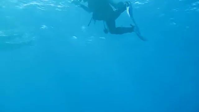 Ägypthen - Hurghada - Diving with dolphins 2009 смотреть онлайн