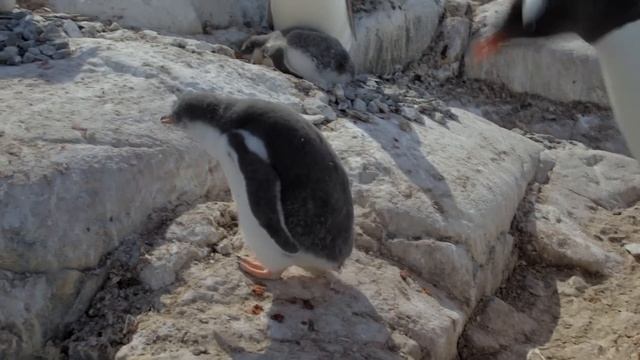 Baby Penguin Annoys Neighbour | Penguin Post Office | BBC Earth