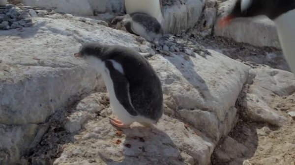 Baby Penguin Annoys Neighbour | Penguin Post Office | BBC Earth