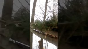 Кулемка на куницу.