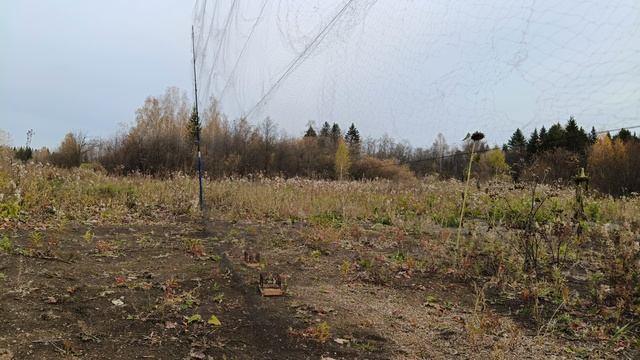 Ловля щеглов 5.10.2024 смотреть онлайн