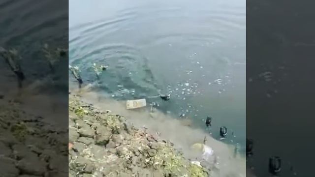 Strike tarpon lure minipop poco poco смотреть онлайн