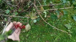 Измельчитель веток