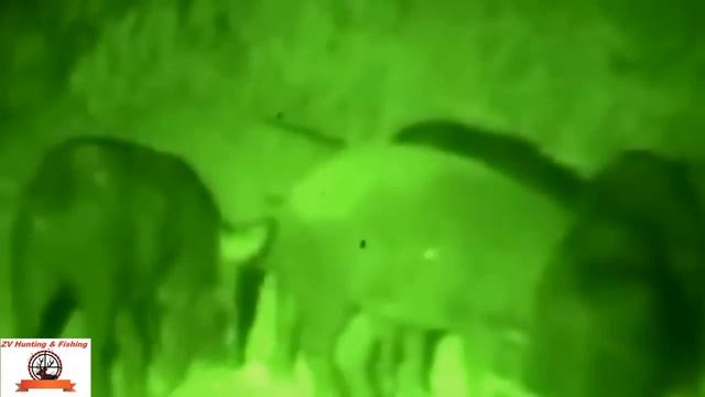 WILD BOAR HUNTING. Охота на кабана с прицелом. "Ночная охота" смотреть онлайн