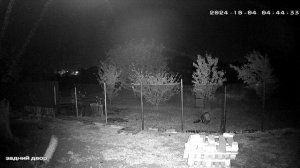 Что такое шакалы