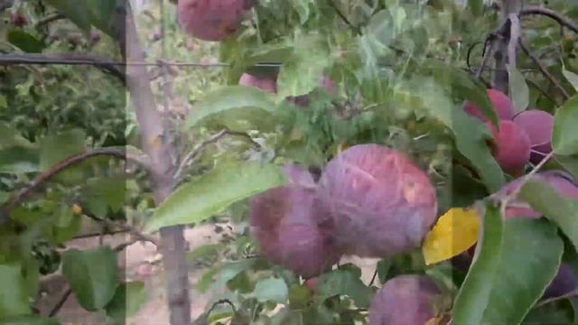 Apple Orchard смотреть онлайн