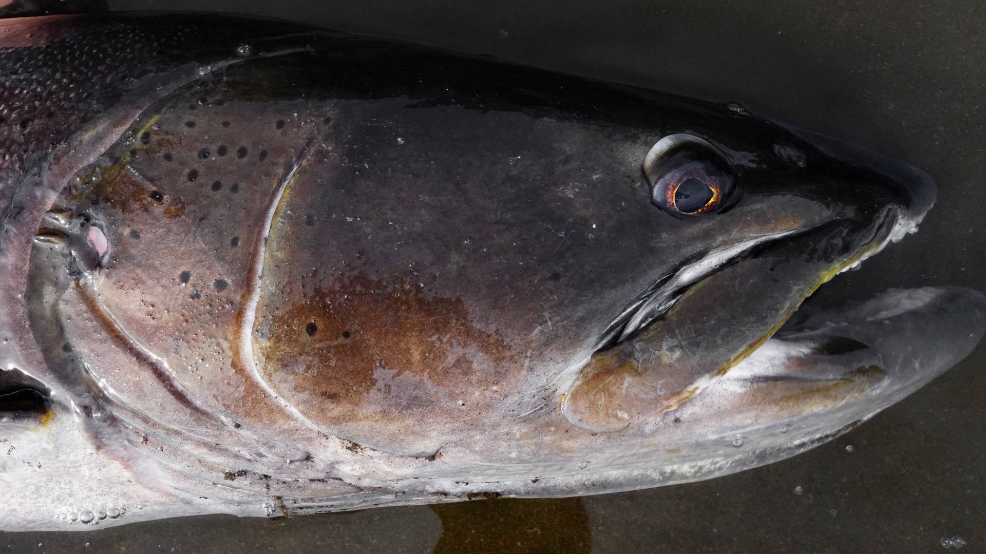 Дикие таймени плато Путорана , 1 часть смотреть онлайн