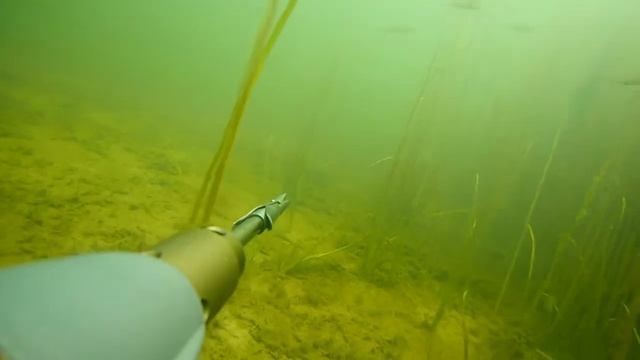 Подводная охота  #Spearfishing#AlekseySever