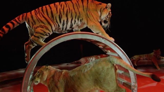 Цирковое шоу "ЦиркUs 2:0" (рекламный ролик) смотреть онлайн