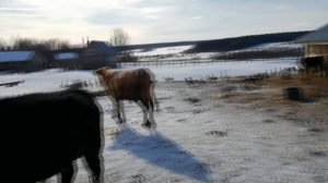 Едем в Слободу Германа Стерлигова