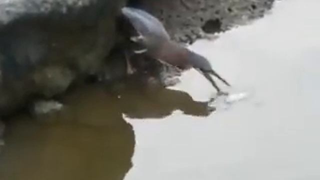 птица на рыбалке. смотреть онлайн