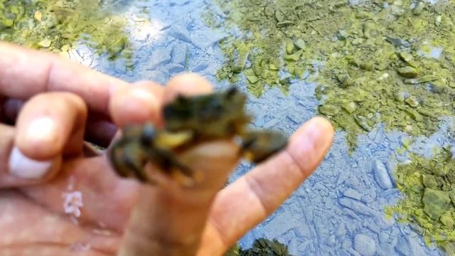 Природа Турции крабы в горах смотреть онлайн