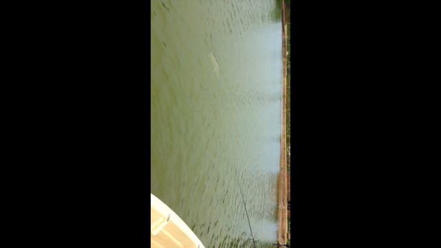 Barramudi Fishing in Viet Nam смотреть онлайн