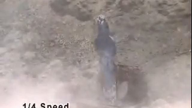 Salute Mini Popper смотреть онлайн