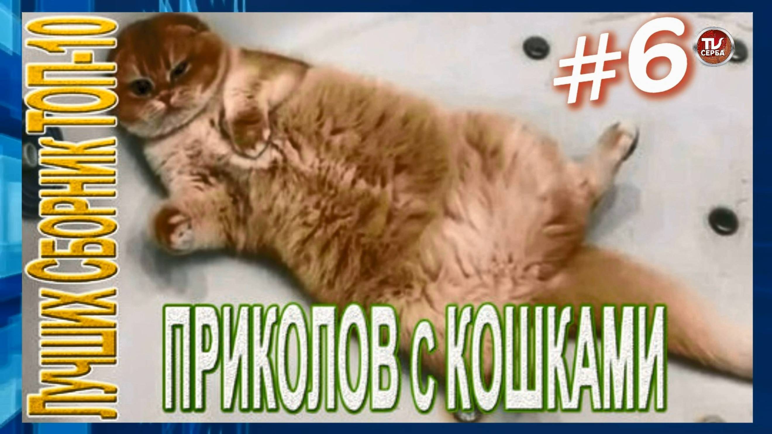 Топ-10 ПРИКОЛОВ с КОШКАМИ 🐱 СМЕШНЫЕ КОШКИ 😂 ЛУЧШИЕ ПРИКОЛЫ С КОТАМИ (6 часть) смотреть онлайн