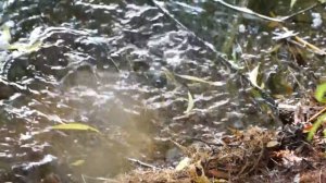 Нерест плотвы