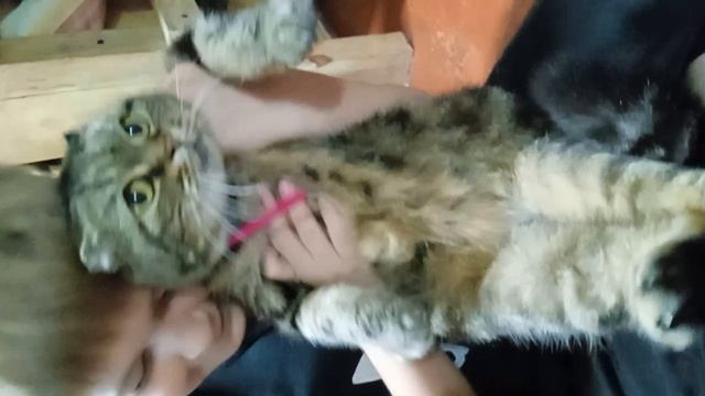 милая кошка кошара