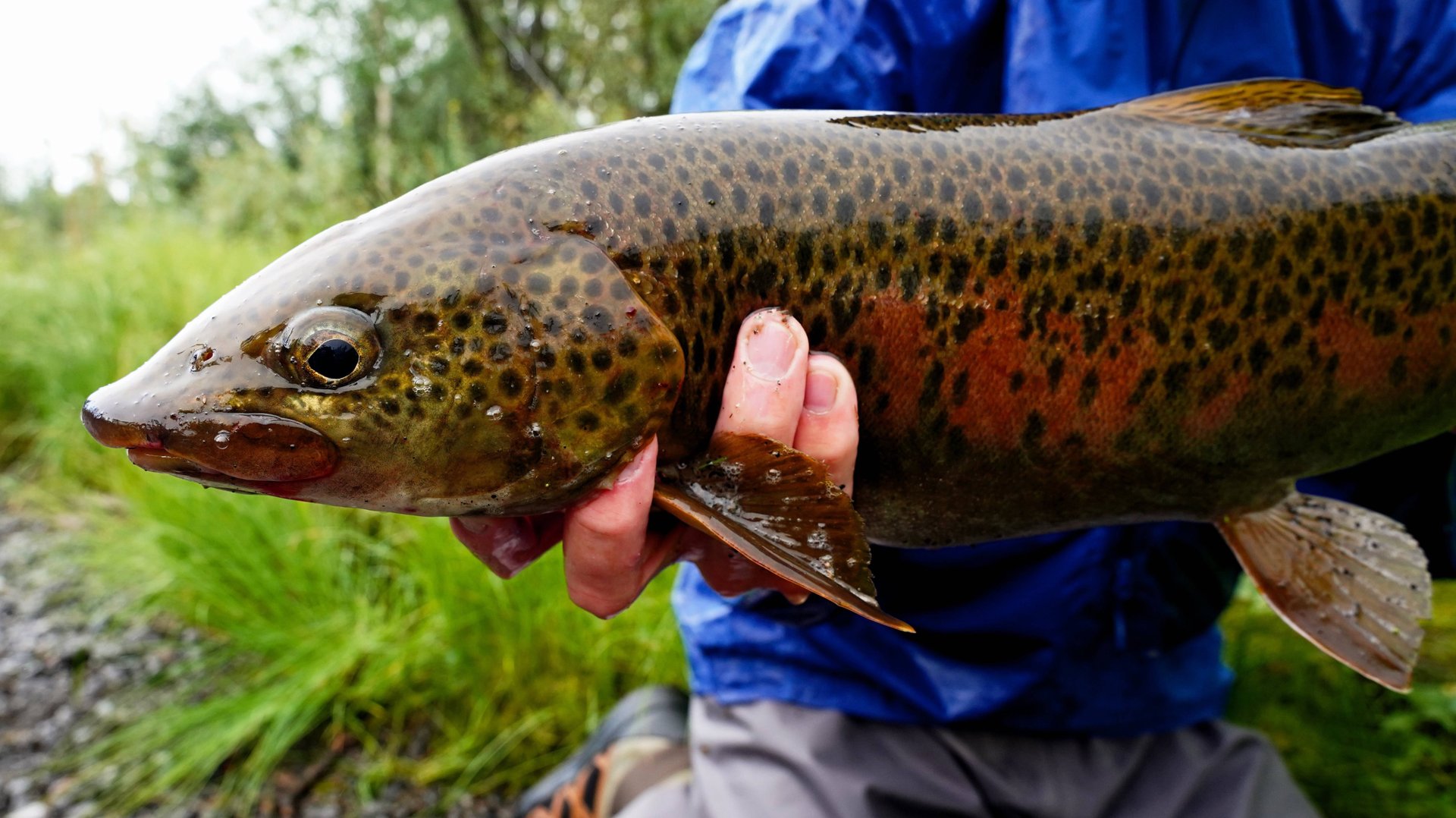 Дикие таймени плато Путорана , 2 часть смотреть онлайн