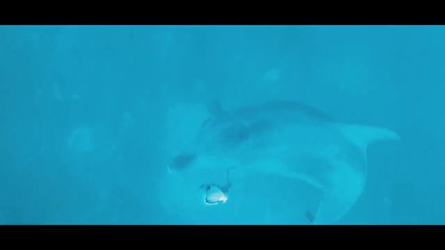 Safari Blue - Zanzibar 2018 смотреть онлайн