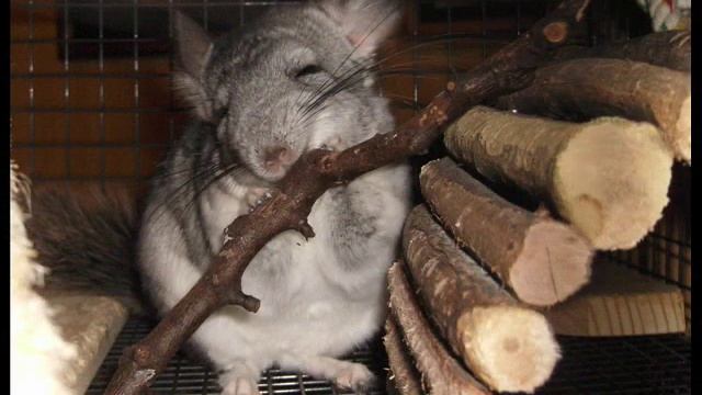 TAKING GOOD CARE OF YOUR CHINCHILLA (PART 1) смотреть онлайн