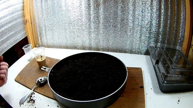 Лучший грунт для рассады томатов,перца своими руками.Грунт в котором растет любая рассада смотреть онлайн