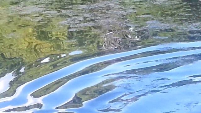 Нерест карпа