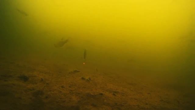 Ловля окуня на блесну смотреть онлайн