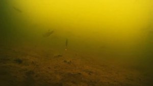 Ловля окуня на блесну