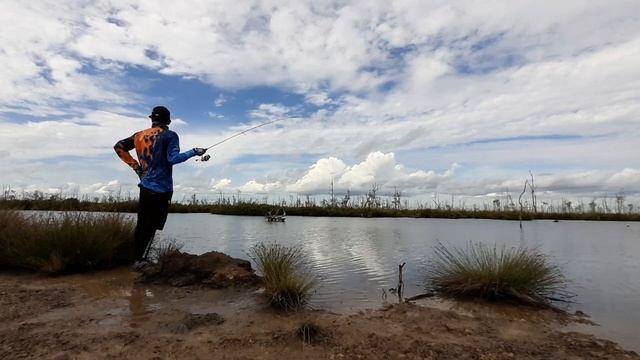 Rapala Skitter Pop Sp-7 Cocok Untuk Casting Barramundi Atau Kakap Putih Yg Ukuran 1kilo Up.part 2